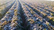 زیان سرما به محصولات کشاورزی فسا بیش از ۱۹۶۳ میلیارد ریال برآورد شد