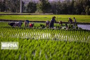 Irán ocupa el 28º puesto mundial en la producción de arroz