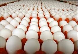 ۶۰ درصد تخم مرغ تولیدی در آذربایجان شرقی داخل استان مصرف می‌شود