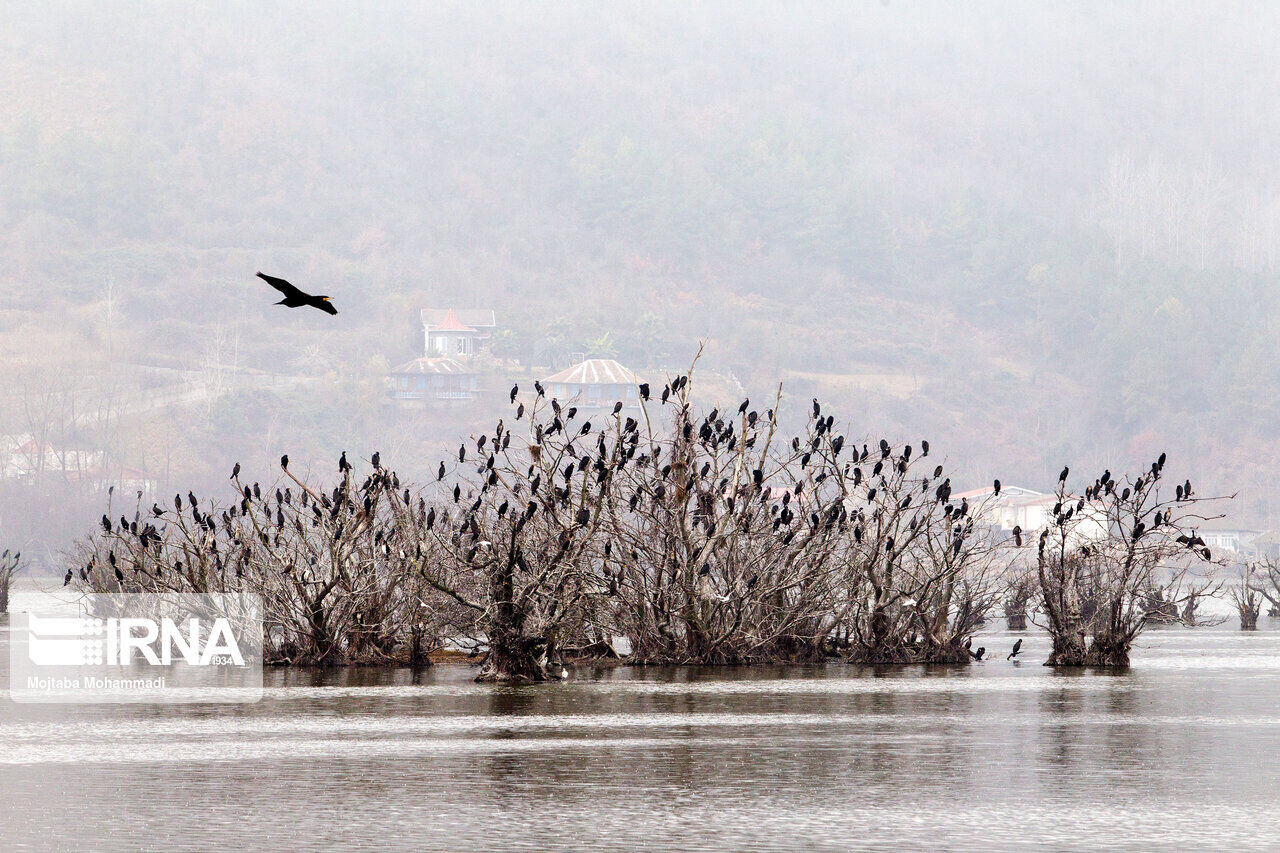 حدود ۲۰ هزار بال انواع پرنده در تالاب‌های مهاباد سرشماری شد