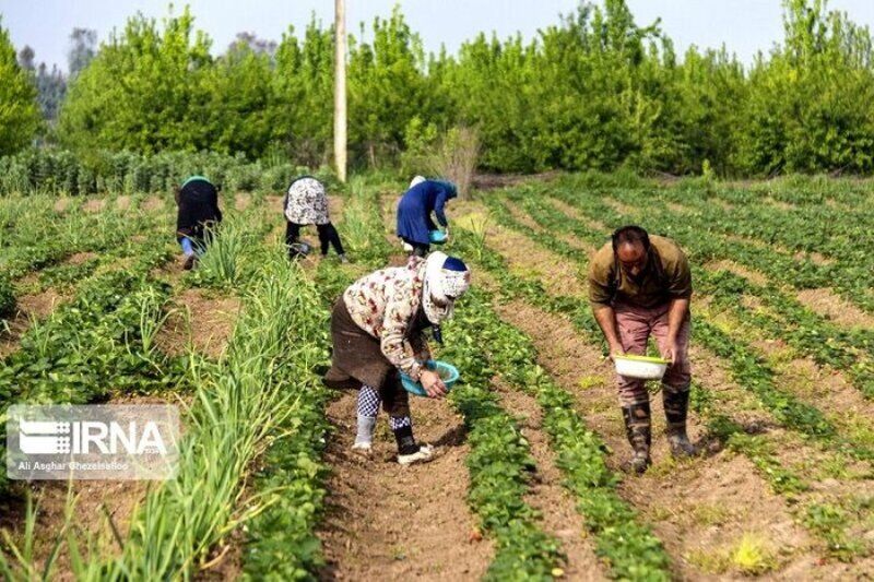 تولیدات بخش کشاورزی هرمزگان به ۳.۳ میلیون تن رسید