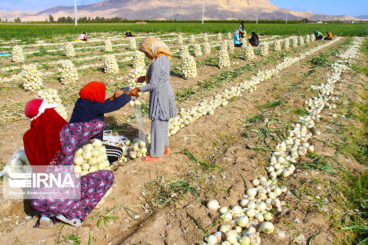 پیش بینی برداشت چهار هزار تن پیاز در دهلران