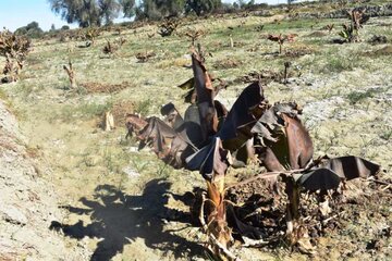 خسارت 2500 میلیارد ریالی سرما به موزستان های شهرستان کنارک