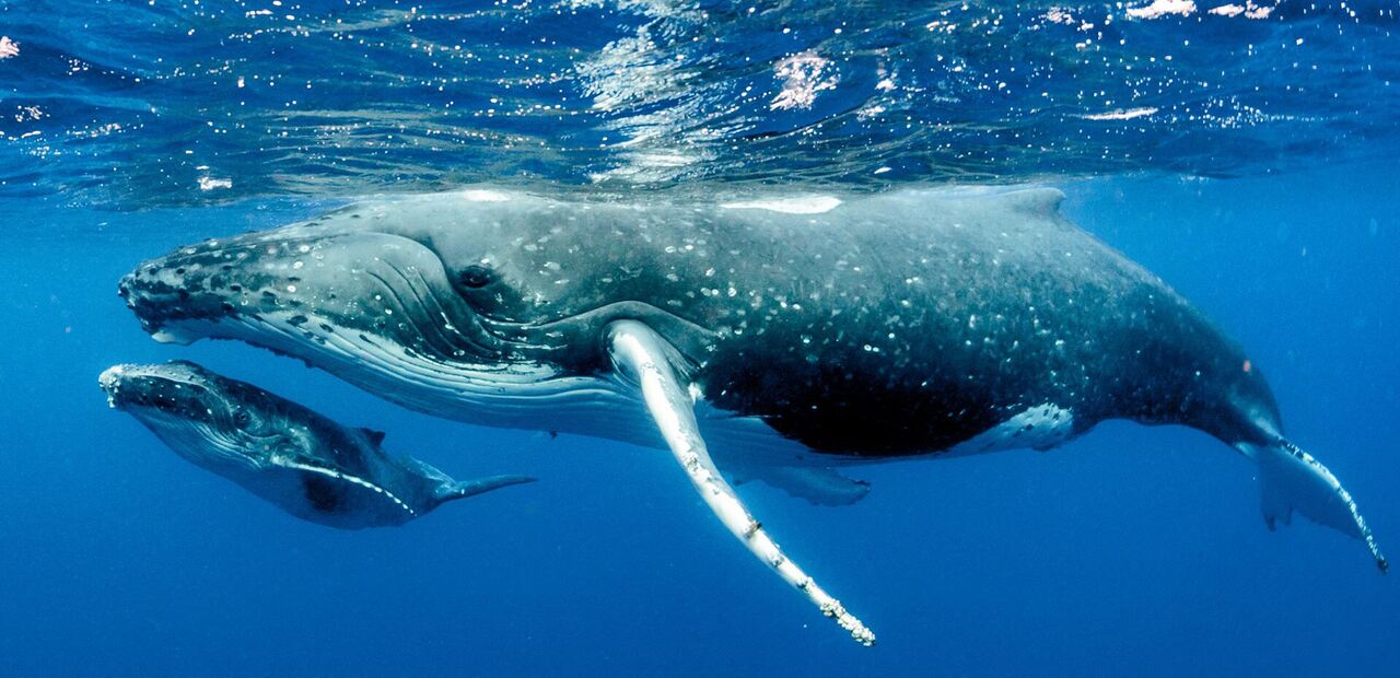 نهنگ‌ها در خطرند 