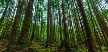 کار برداشت چوب از دو هزار و ۸۰۰ هکتار اراضی ملی گیلان آغاز شده است