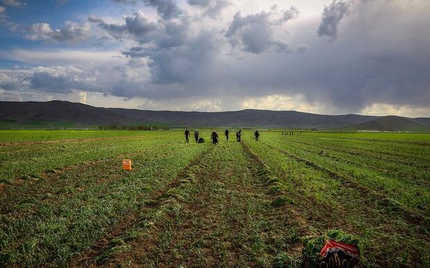FAO empowers farmers to improve agriculture water productivity in Iran