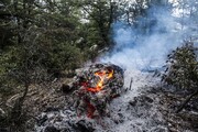 آتش‌سوزی مناطق جنگلی توسکستان گرگان مهار شد