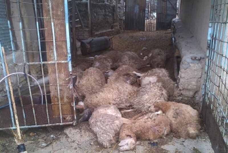 علوفه آلوده جان ۱۷ راس گوسفند را در مهربان گرفت