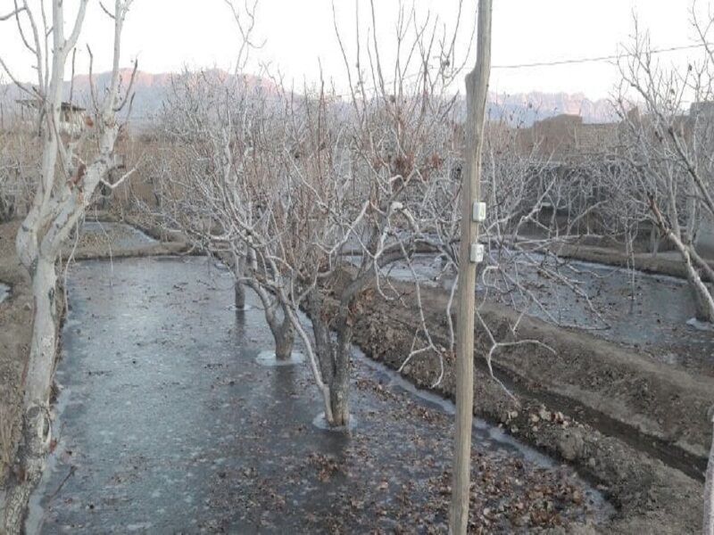 کشاورزان از فرصت یخ‌آب زمستانه برای مبارزه با آفات بهره ببرند