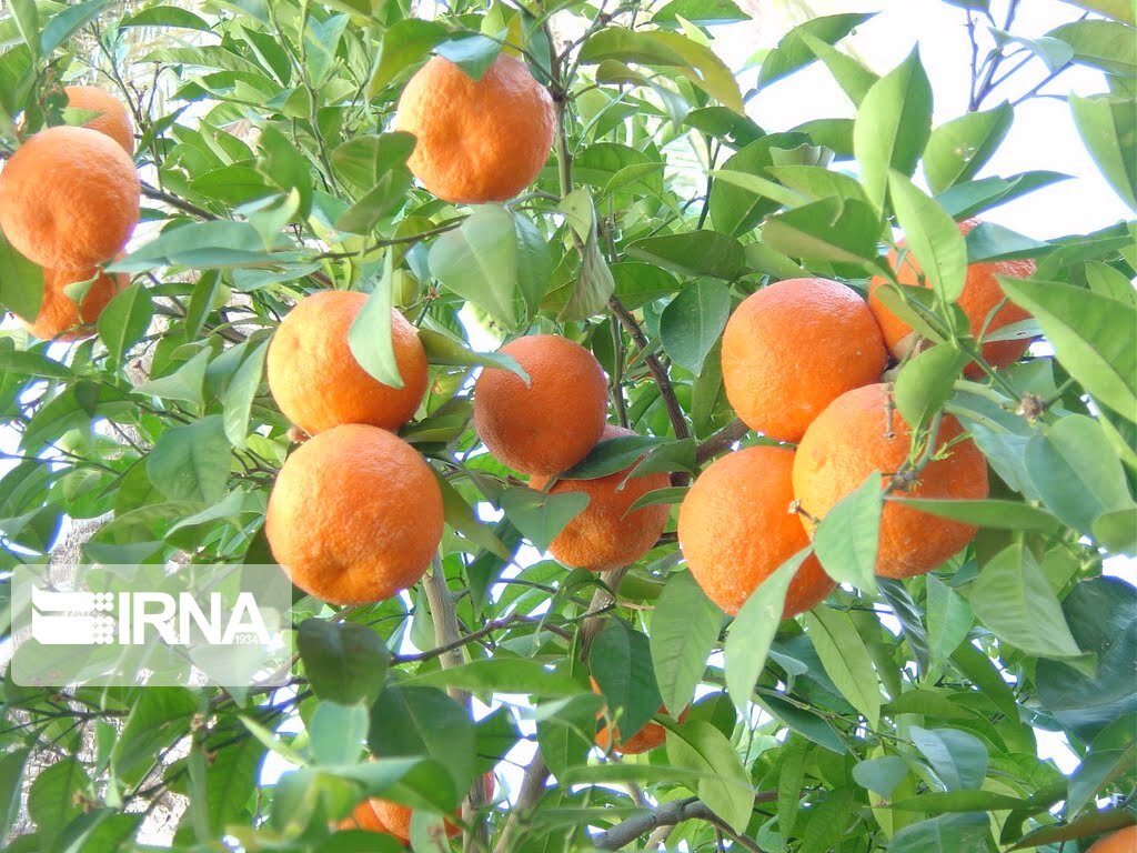 جهاد کشاورزی مازندران برای برداشت نارنج التیماتوم داد