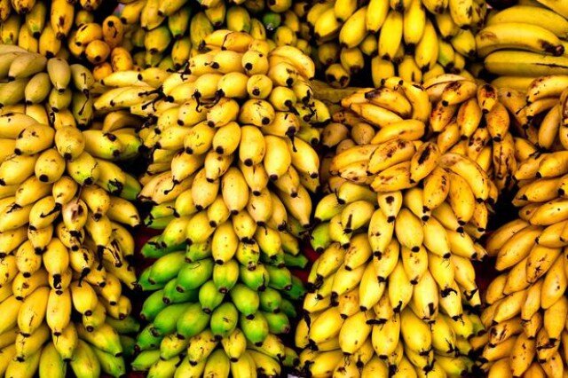 توسعه باغ‌های موز در سیستان و بلوچستان؛ گامی به سوی اشتغالزایی و خودکفایی