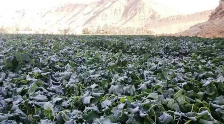 سرما افزون بر ۱۴۰۰ میلیارد ریال به بخش کشاورزی لارستان خسارت زد