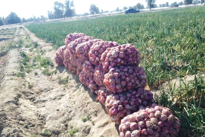 رونق سرمایه گذاری در سیستان و بلوچستان؛ تولید ۹۰۰ هزار تن محصولات خارج فصل