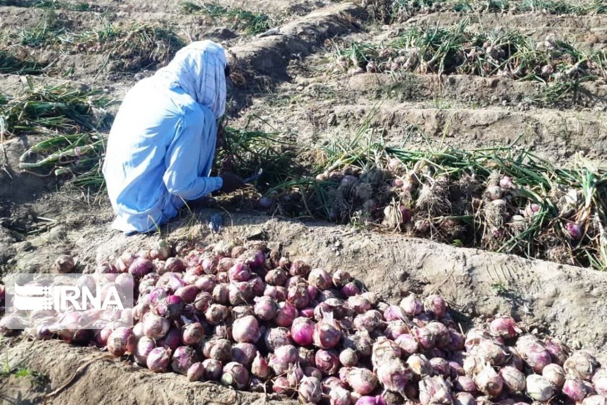 برداشت پیاز در سیستان و بلوچستان از مرز ۲۰ هزار تن فراتر رفت