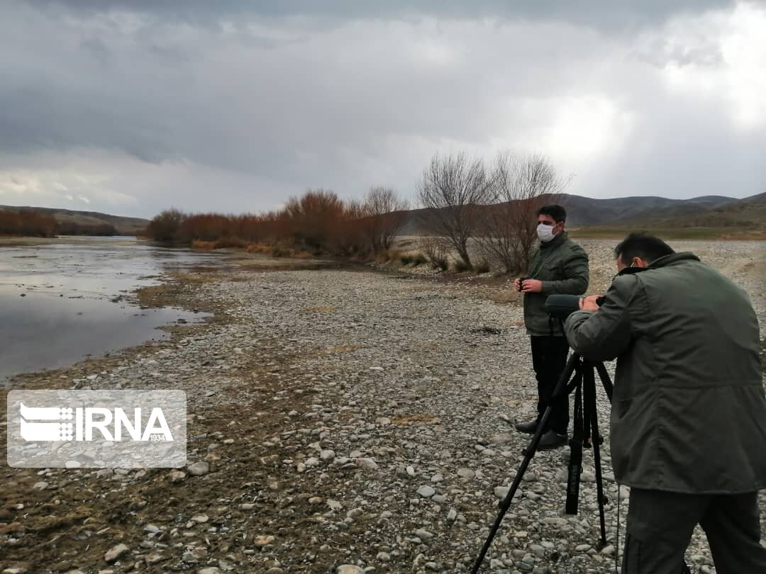 سرشماری زمستانه پرندگان مهاجر در کردستان آغاز شد