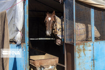 Course de chevaux : session hiver à Gonbad-e Kavous au nord de l’Iran