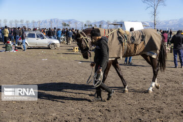 Course de chevaux : session hiver à Gonbad-e Kavous au nord de l’Iran