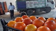 صادرات مرکبات مازندران با ۵۶۰ تن نارنگی پیش‌رس شروع شد 