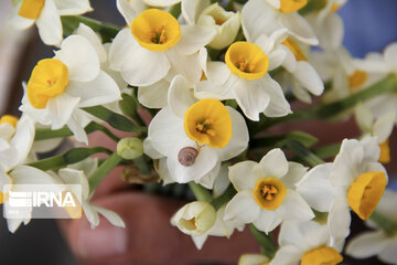 Daffodil farms in Mohr County Southern Iran