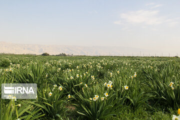 Daffodil farms in Mohr County Southern Iran