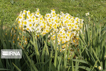 Daffodil farms in Mohr County Southern Iran