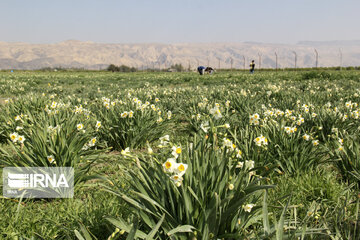 Daffodil farms in Mohr County Southern Iran