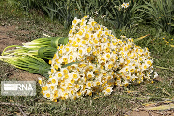 Daffodil farms in Mohr County Southern Iran