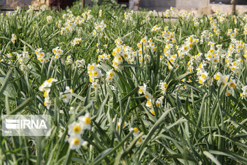 Daffodil farms in Mohr County Southern Iran