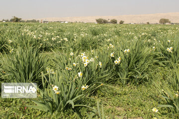 Daffodil farms in Mohr County Southern Iran