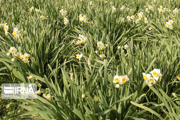 Daffodil farms in Mohr County Southern Iran