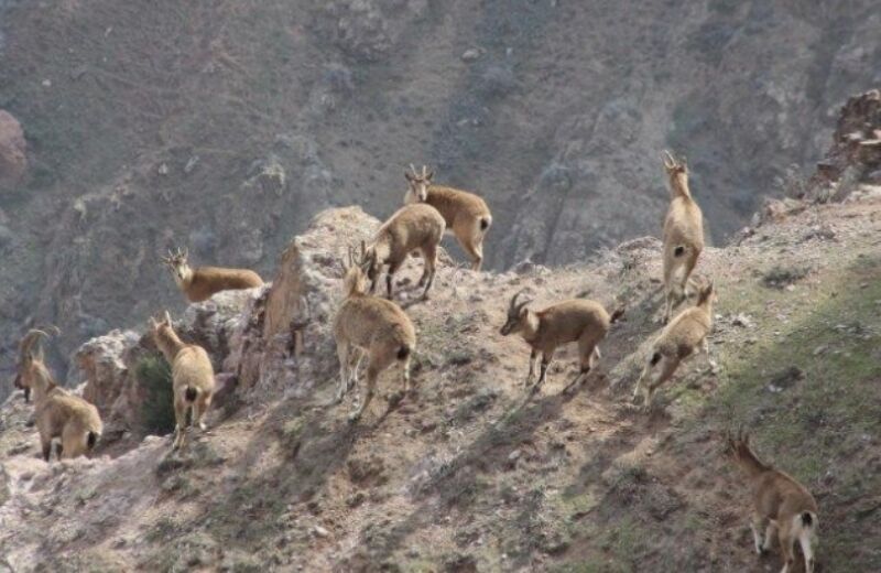 ۵۵۰ گونه گیاهی و جانوری در منطقه حفاظت شده مهریز شناسایی شد