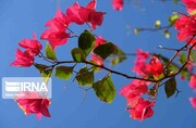 "La fleur en papier", le nom que les Iraniens ont donné à Bougainvillea