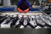 26 países importaron productos pesqueros iraníes el año pasado