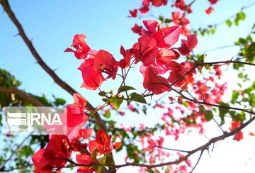 "La fleur en papier", le nom que les Iraniens ont donné à Bougainvillea