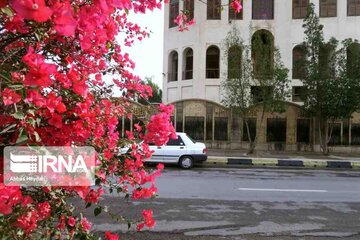 "La fleur en papier", le nom que les Iraniens ont donné à Bougainvillea