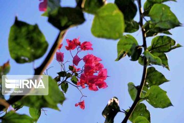 "La fleur en papier", le nom que les Iraniens ont donné à Bougainvillea