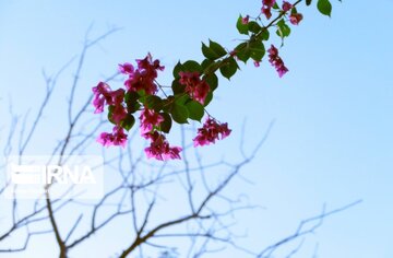 "La fleur en papier", le nom que les Iraniens ont donné à Bougainvillea