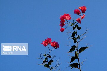 "La fleur en papier", le nom que les Iraniens ont donné à Bougainvillea