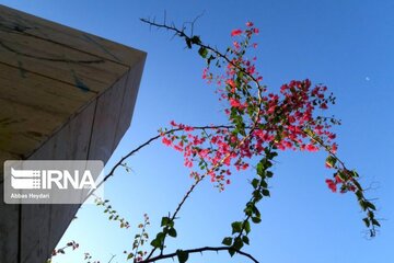 "La fleur en papier", le nom que les Iraniens ont donné à Bougainvillea