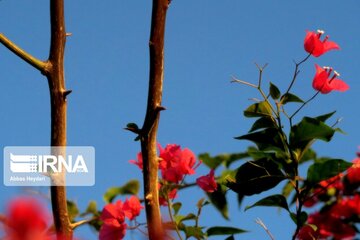 "La fleur en papier", le nom que les Iraniens ont donné à Bougainvillea