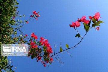 "La fleur en papier", le nom que les Iraniens ont donné à Bougainvillea