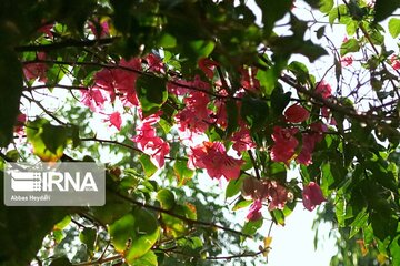 "La fleur en papier", le nom que les Iraniens ont donné à Bougainvillea