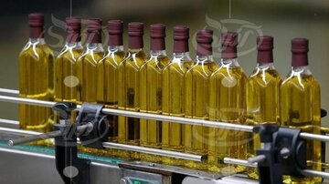 افزایش تولید روغن زیتون در زنجان تا ۷۰ درصد هدفگذاری شده است