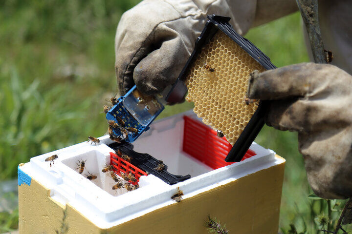 تولید عسل در لرستان ۱۰ درصد افزایش یافت