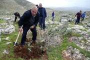 فلسطینی‌ها در پاسخ به جنایت صهیونیست ها، درختان جدید می کارند 