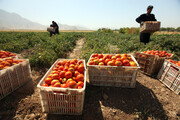 تولید گوجه‌فرنگی در مهاباد ۲۰ درصد کاهش یافت