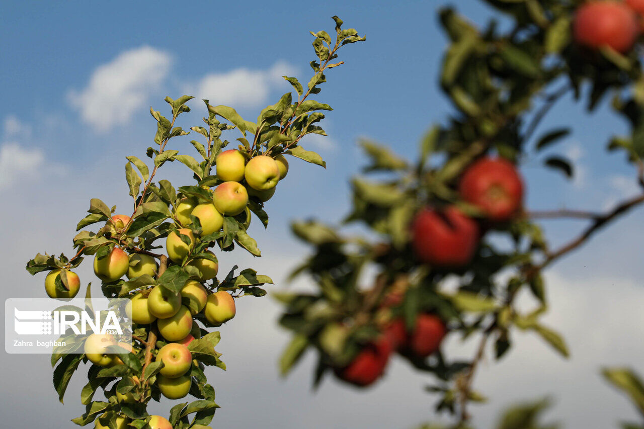 تشکل تخصصی نیاز ضروری باغداران سمیرمی 