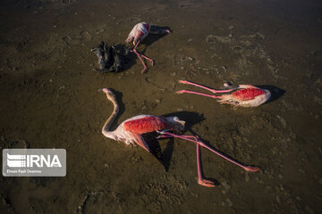 تکرار مرگ و میر مشکوک پرندگان مهاجر در خلیج گرگان