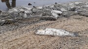 افزایش ۹ درصدی صید انواع ماهیان استخوانی در سواحل گیلان
