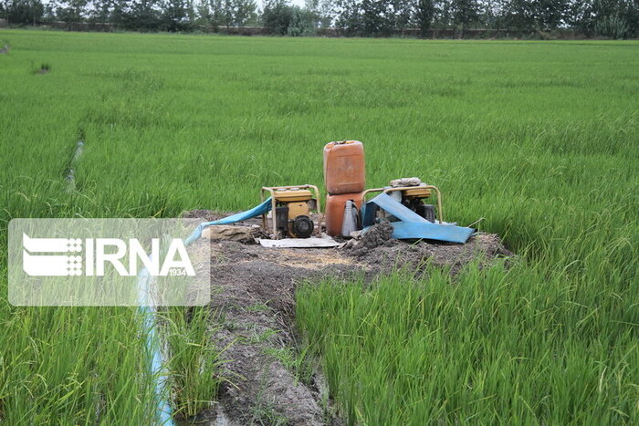 امیدواری شالیکاران شرق مازندران به خشکه کاری برای تامین آذوقه برنج
